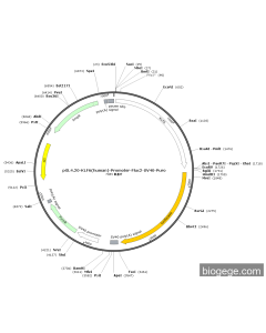 pGL4.20-KLF6(human)-Promoter-Fluc2-SV40-Puro