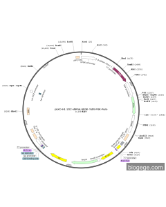 pLKO-H1-2O2-shRNA-hPGK-TetR-PGK-Puro