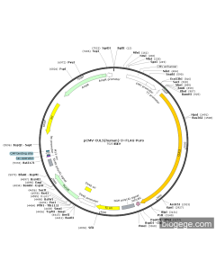 pCMV-CUL5(human)-3×FLAG-Puro
