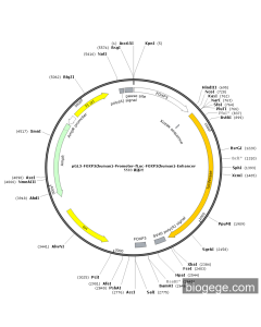 pGL3-FOXP3(human)-Promoter-Fluc-FOXP3(human)-Enhancer