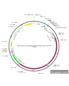 pX458-EGR1-PLK1(human)-sgRNA2-EnCMV-Cas9-T2A-EGFP