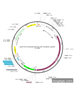 pAAV-EF1a-RfxCasR13d-P2A-GFP-U6-gRNA1-gRNA2