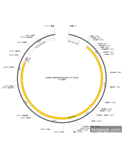 pCMV-Adamts5(mouse)-3×FLAG