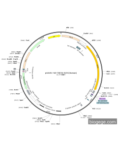 pAAVS1-NDi-TRE3G-SV2C(human)