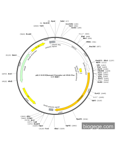 pGL3-SNX19(human)-Promoter-wt-SV40-Fluc