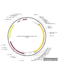 pET17b-CYP11B2(human)(28-503aa)-6×His