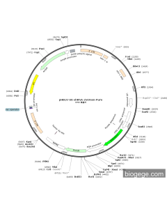pHBLV-U6-shRNA-ZsGreen-Puro