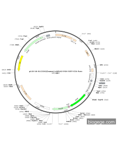 pLVX-U6-SLC52A2(human)-shRNA3-PGK-EGFP-E2A-Puro