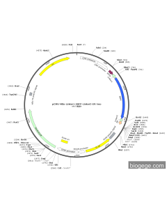 pCMV-Mito-Linker1-EBFP-Linker2-ER-Neo