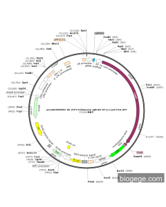 pLentiCRISPRV2-U6-ZNF131(human)-sgRNA3-EF1a-Cas9-P2A-GFP
