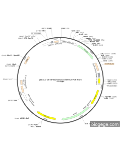 pLKO.1-U6-GPS2(human)-shRNA3-PGK-Puro