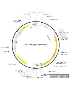 pGL3-IL33(human)-Promoter-Fluc