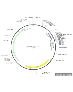 pUC57-B6mtDNA(mouse)