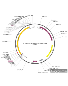 pET17b-CYP11B1(human)(28-503aa)-6×His