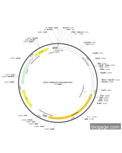 pGL3-IHH(rat)-Promoter-Fluc