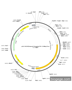 pGL3-DLEU2(human)-Promoter(701-2100bp)-Fluc
