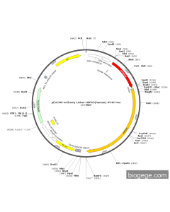 pEnCMV-mCherry-Linker-HSPA5(human)-SV40-Neo