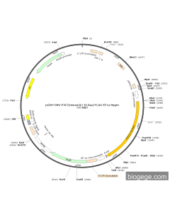 pCDH-CMV-PTK7(mouse)(1-613aa)-FLAG-EF1a-Hygro