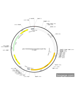pGL3-SOX2(human)-Promoter-mut2-Fluc