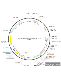 pCDH-U6-TRIM28(human)-shRNA1-EF1a-Puro