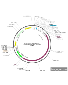 pX458-HSP70-CD274(mouse)-sgRNA1-EnCMV-Cas9-T2A-EGFP
