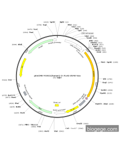 pEnCMV-FOXG1(human)-3×FLAG-SV40-Neo
