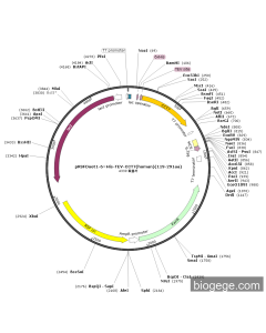 pRSFDuet1-6×His-TEV-CCT7(human)(119-291aa)