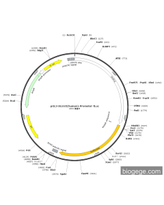 pGL3-DLEU2(human)-Promoter-Fluc