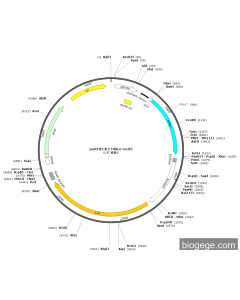 psiCHECK2-hRluc-mut5