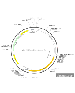 pGL3-SOX2(human)-Promoter-mut1-Fluc