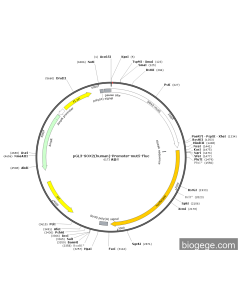 pGL3-SOX2(human)-Promoter-mut5-Fluc