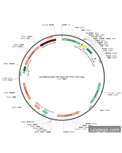 pCAMBIA1300-35S-MCS-HA-YFPC-35S-Hyg