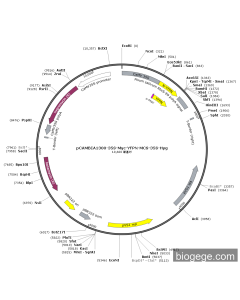 pCAMBIA1300-35S-Myc-YFPN-MCS-35S-Hyg