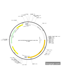 pGL3-SOX2(human)-Promoter-mut4-Fluc