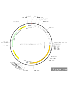 pGL3-SOX2(human)-Promoter-mut3-Fluc