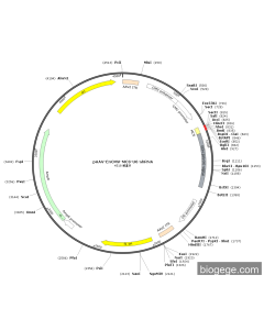 pAAV-EnCMV-MCS-U6-shRNA