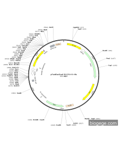 pFastBacDual-PH-P54-8×His