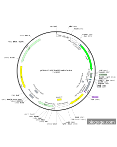 pCDNA6.2-GW-EmGFP-miR-93-3P-shRNA1-SV40-Blast
