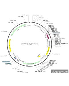 pCDNA3.1-6×His-Ubiquitin-wt