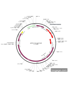 pKD46-Tet-Cas9-SacB