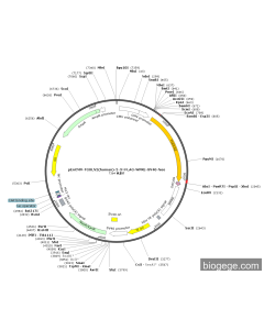 pEnCMV-TGOLN2(human)-2-3×FLAG-WPRE-SV40-Neo