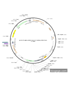 pLVX-EF1alpha-SARS-CoV-2-E-2xStrep-IRES-Puro