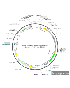PiggyBac-EnCMV-RTP2(human)-IRES-REEP1(human)-P2A-EGFP-Neo(1synonymous mutations)