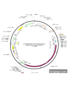 pLentiCRISPRV2-U6-ZNF420(human)-sgRNA1-EF1a-Cas9-P2A-Puro