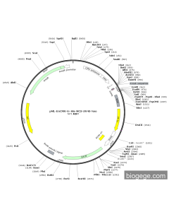 pML-EnCMV-6×His-MCS-SV40-Neo