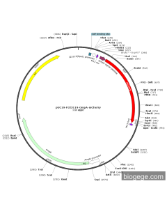 pUC19-PJ23119-OmpA-mCherry
