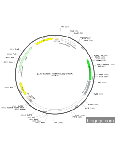 pAAV-ZsGreen1-CD68(mouse)-shRNA1