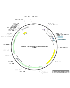 pSilencer2.1-U6-TP53(human)-shRNA2-SV40-Neo
