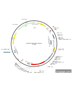 pTRE3GV-GvpB-IRES-mCherry