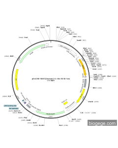 pEnCMV-MAFG(human)-6×His-SV40-Neo